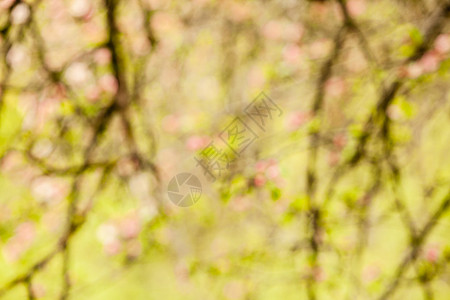 苹果树的枝条粉红色的花,自然开花的季节春天背景模糊背景版本苹果树的树枝背景