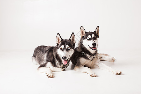 两只成狗哈士奇,着同颜色的眼睛,脖子上条链子,被隔离白色上两个兄弟哈士奇图片