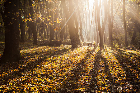 秋天的薄雾森林里秋天的阴影壮丽的阳光秋天朦胧的早晨图片