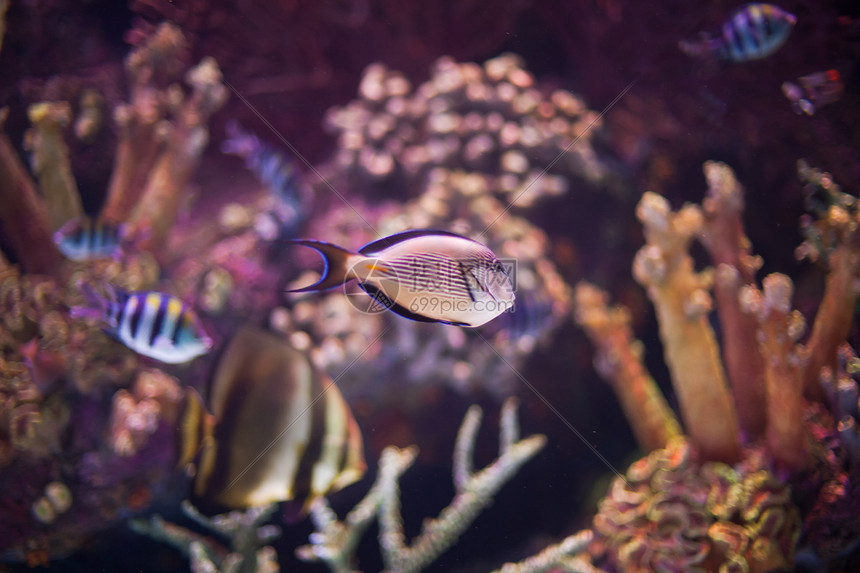 海底世界珊瑚礁异国情调的鱼水族馆中的热带海鱼图片