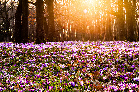 春天的森林场景春天的红花草地地毯公园里美丽的自然花朵灵感倾斜移位版本藏红花草甸花背景