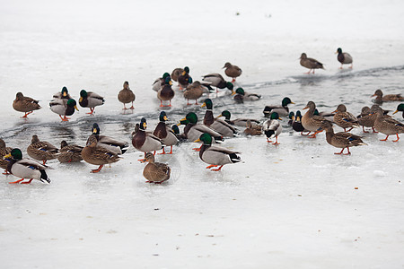 冬天冰冻的河上许多美丽的鸭子冬天的生命鸭子图片
