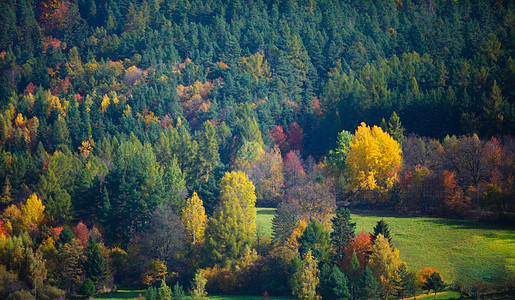 秋天的灌木丛树木捷克共国南莫拉维亚的秋天灌木丛树木图片