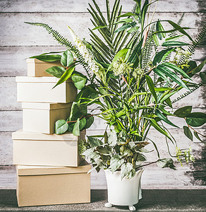 绿色的房子植物桌子上的花盆与纸箱,正视图图片