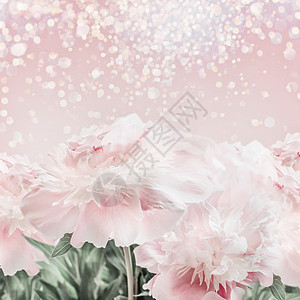 粉彩粉红牡丹花背景与Bokeh母亲日婚礼快乐活动的布局贺卡图片