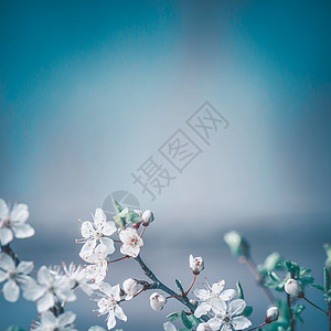 春天背景与白色樱花蓝色背景,地点为文字,花卉春天边界图片