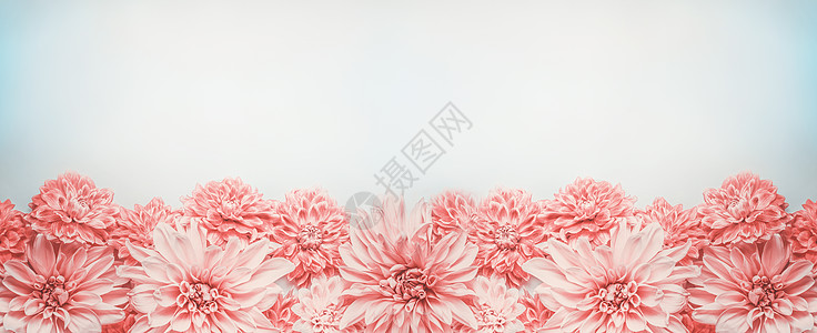 淡蓝色花朵淡蓝色背景上的粉红色花朵横幅边框,顶部视图花卉布局,模拟模板背景