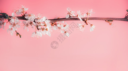 美丽的春天背景与白色樱花粉底,框架图片