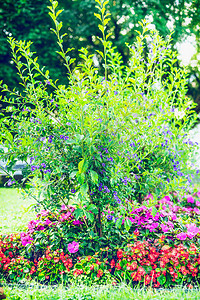 夏季花园景观与美丽的花坛,户外自然图片