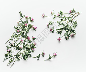 花架由白色背景上的花制成平躺,顶部视图,开花红三叶,三叶草夏天的图片