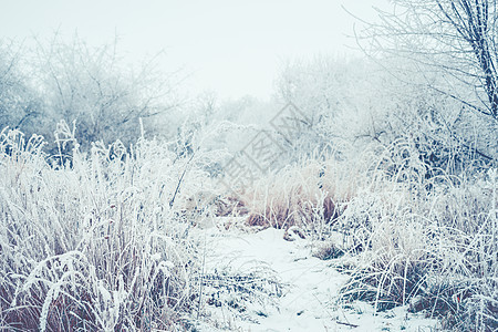 美丽的冬季自然景观冰冻的树木,道路,草植物与雪霜冻图片