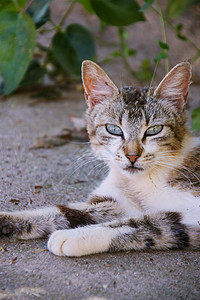 猫花园里户外图片