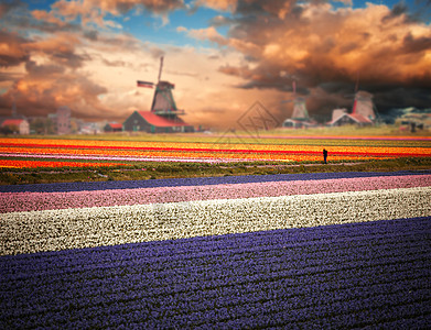 荷兰郁金香场的风车图片