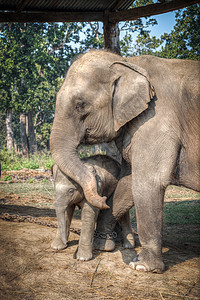 奇旺的大象尼泊尔的丛林里图片
