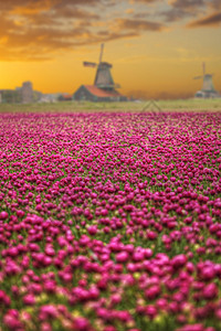 荷兰郁金香场的风车高清图片