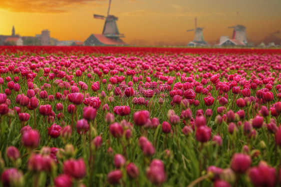 荷兰郁金香图片