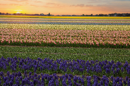 同颜色的风信子荷兰春天生长蓝色的花图片