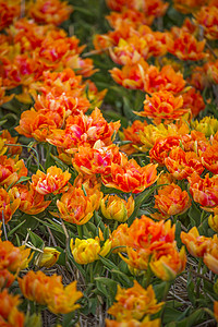 橙色郁金香黄色郁金香荷兰的春天田野里盛开黄色郁金香背景