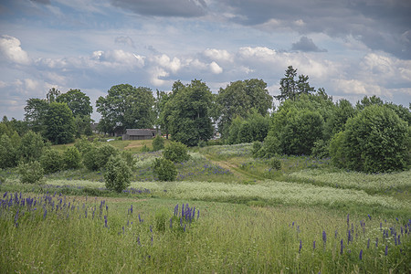 白俄罗斯的乡村风景房子森林田野的背景下图片