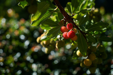 熊果树,成熟草莓树果实图片
