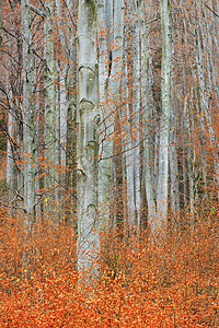秋天的桦树林森林里背景图片