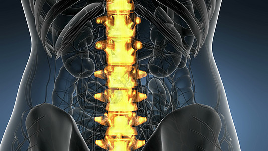 脊骨背痛科学解剖扫描人类脊柱骨骼发光黄色背部骨头背痛图片