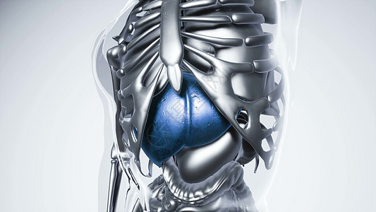 肝脏损伤人体所器官骨骼肝脏模型的医学科学所器官骨骼的人类肝脏模型背景