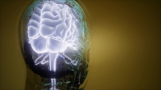 人脑的科学解剖学人脑解剖背景图片