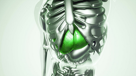 人体所器官骨骼肝脏模型的医学科学所器官骨骼的人类肝脏模型图片