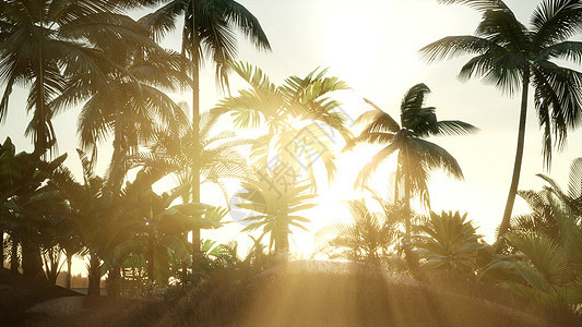 日落时剪影椰子棕榈树日落的光穿过棕榈树图片
