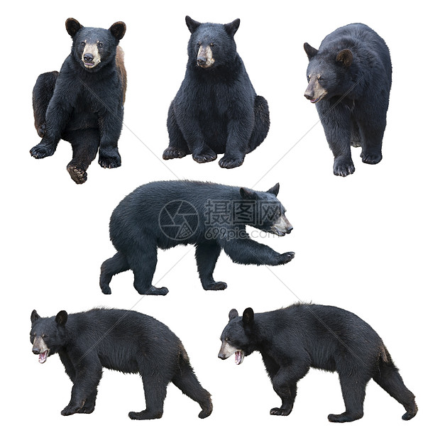 黑色熊收集隔离白色背景上图片