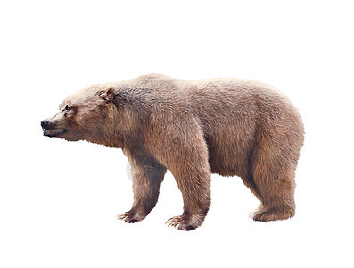 棕色熊水彩孤立白色背景上图片