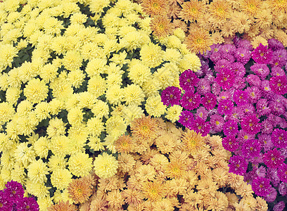 五颜六色的菊花背景图片
