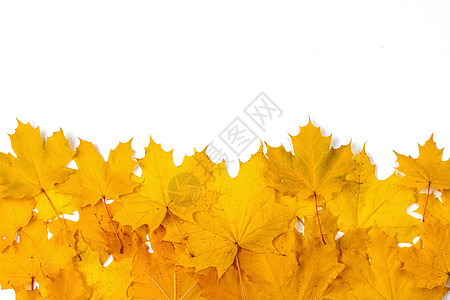 黄色枫叶框架,隔离白色背景上黄色枫叶框架图片
