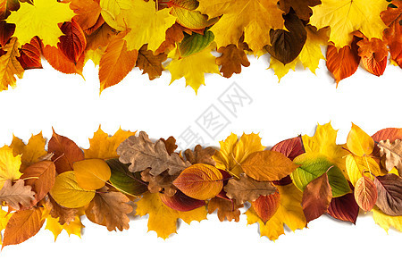 秋叶边框隔离白色背景上秋天的叶子图片