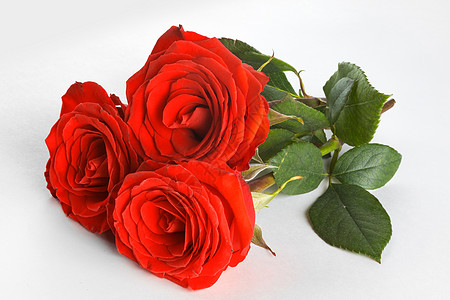 三朵美丽的新鲜红玫瑰白色背景上白色的红玫瑰图片