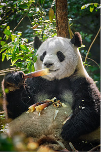 竹子矢量中国旅游的象征吸引力大熊猫吃竹子成都,四川,中国大熊猫中国背景