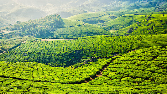喀拉拉印度旅游背景印度喀拉拉邦芒纳尔绿茶种植园的全景旅游景点印度喀拉拉邦穆纳尔的绿茶种植园图片