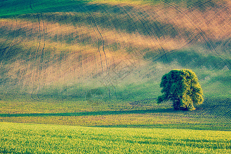 复古效果过滤了捷克共国莫拉维亚滚动田野景观中孤独树的时髦风格形象落田野里的孤独的树图片