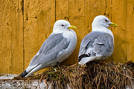 海鸥墙上筑巢两只鸟挪威洛福腾群岛海鸥鸟靠近高清图片