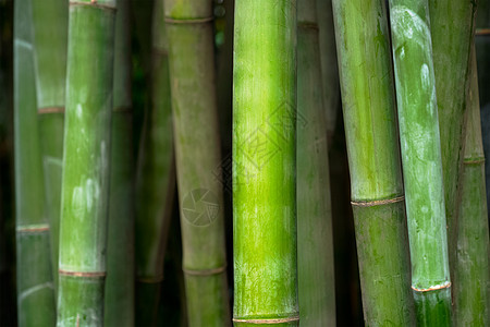 竹子靠近竹林成都,中国竹子靠近竹林图片