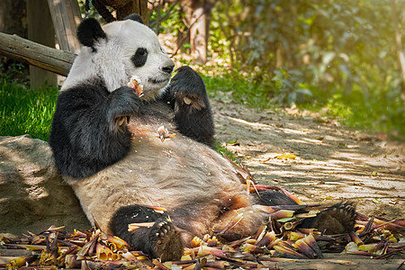 中国旅游的象征吸引力大熊猫吃竹子成都,四川,中国大熊猫中国图片