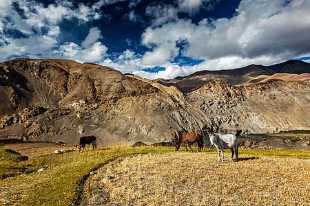喜马拉雅山的马牛吃草鲁普舒山谷,拉达克,喜马拉雅山的马牛吃草拉达克,图片