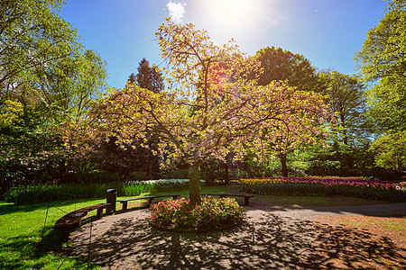 开肯霍夫花圃中盛开的树木,也被称为欧洲花园,世界上最大的花园之受欢迎的旅游景点荷兰荷兰科肯霍夫花园盛开的树图片