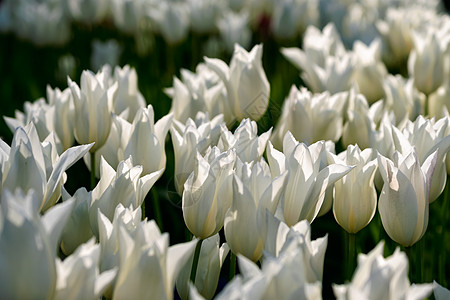 开肯霍夫花圃中盛开的白色郁金香花坛,也被称为欧洲花园,世界上最大的花园之受欢迎的旅游景点荷兰荷兰基肯霍夫花圃里盛开的图片