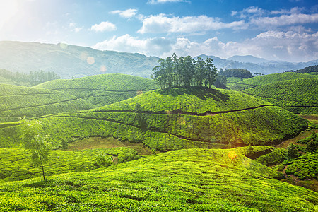 印度喀拉拉邦穆纳尔的茶园镜头耀斑光漏印度喀拉拉的茶园图片