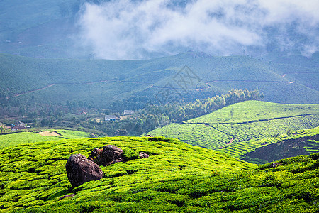 喀拉拉印度旅游背景慕尼黑绿色茶园与低云,喀拉拉,印度旅游景点印度喀拉拉邦穆纳尔的绿茶种植园图片