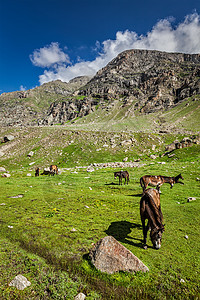 喜马拉雅山放牧的马印度希马查尔邦拉胡尔山谷喜马拉雅山放牧的马图片