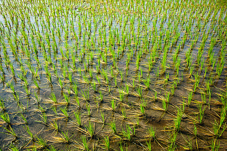 绿色稻田泰米尔纳德邦,印度印度的绿色稻田图片