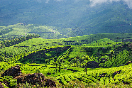 喀拉拉印度旅游背景慕尼黑绿色茶园与低云,喀拉拉,印度旅游景点印度喀拉拉邦穆纳尔的绿茶种植园图片